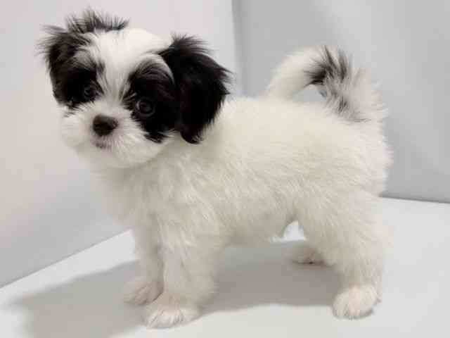 大阪府のハーフ犬・ミックス犬 (ひごペットフレンドリーイズミヤショッピングセンター千里丘店/2026年1月31日生まれ/男の子/パーティーカラー)の子犬の3枚目の画像