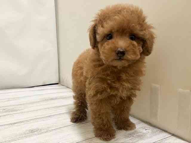 和歌山県のトイプードル(トイ) (ひごペットフレンドリーパームシティ和歌山店/2026年1月30日生まれ/女の子/レッドフォーン)の子犬の3枚目の画像