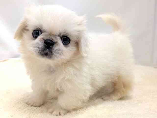 広島県のペキニーズ (ひごペットフレンドリーゆめタウン廿日市店/2026年1月25日生まれ/男の子/ホワイト)の子犬の3枚目の画像