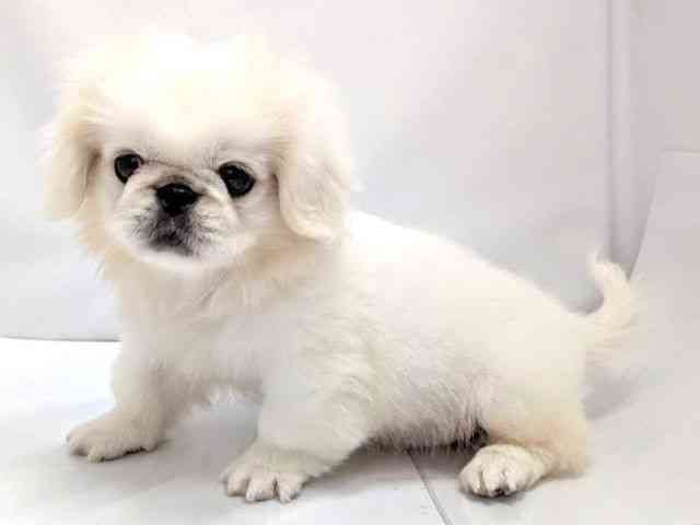 広島県のペキニーズ (ひごペットフレンドリーゆめタウン廿日市店/2026年1月25日生まれ/男の子/ホワイト)の子犬の3枚目の画像