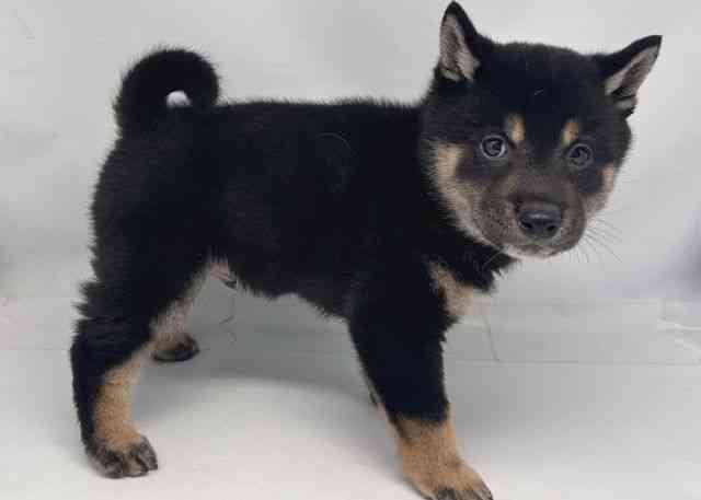 鳥取県の柴犬(標準サイズ) (ひごペットフレンドリーイオンモール鳥取北店/2026年2月1日生まれ/男の子/黒)の子犬の3枚目の画像