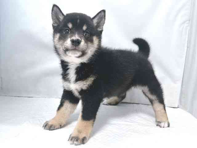 大阪府の柴犬(標準サイズ) (ひごペットフレンドリー堺プラットプラット店/2026年2月1日生まれ/女の子/黒)の子犬の3枚目の画像