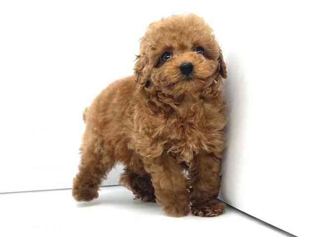 兵庫県のトイプードル(トイ) (ひごペットフレンドリーイオンタウン加古川店/2026年1月31日生まれ/女の子/レッドフォーン)の子犬の3枚目の画像