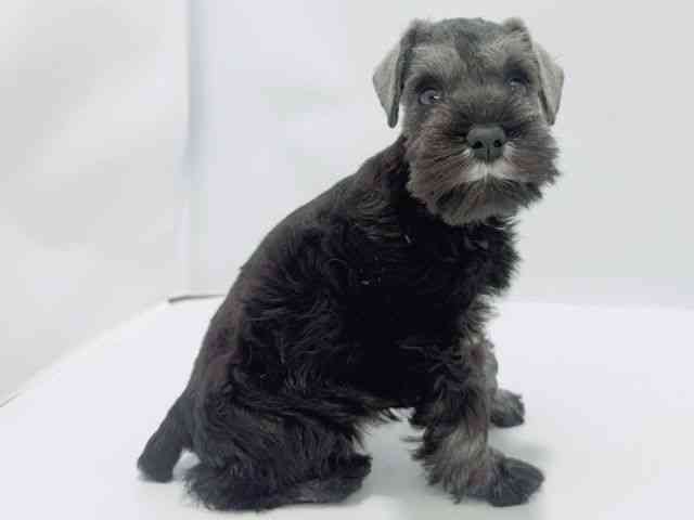 大阪府のミニチュアシュナウザー (ひごペットフレンドリーイズミヤショッピングセンター千里丘店/2026年1月30日生まれ/女の子/ソルトペッパー)の子犬の3枚目の画像