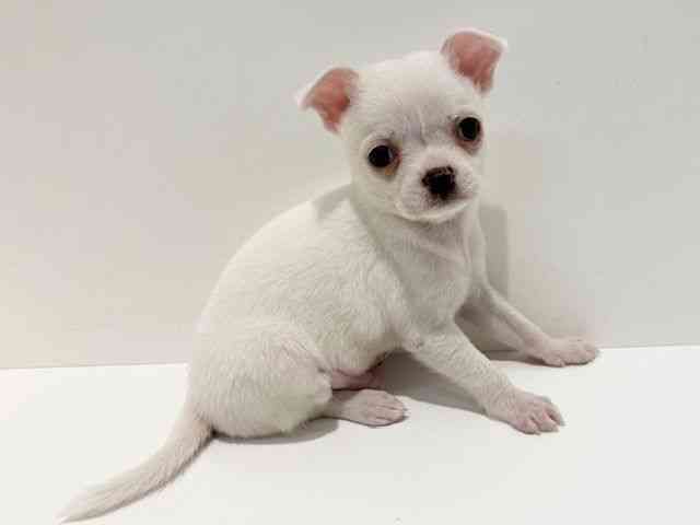 大阪府のチワワ(スムース) (ひごペットフレンドリーイオン高槻店/2026年1月31日生まれ/男の子/ホワイト)の子犬の3枚目の画像