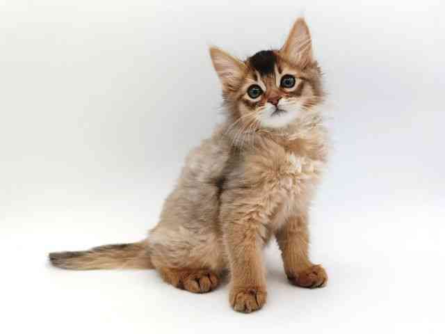 大阪府のソマリ (ひごペットフレンドリー泉ヶ丘店/2026年1月27日生まれ/女の子/ルディ)の子猫の3枚目の画像