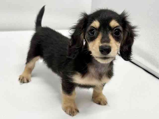 大阪府のミニチュアダックスフンド(ロング) (ひごペットフレンドリーイオンタウン豊中庄内店/2026年1月31日生まれ/女の子/ブラックイエロー)の子犬の3枚目の画像