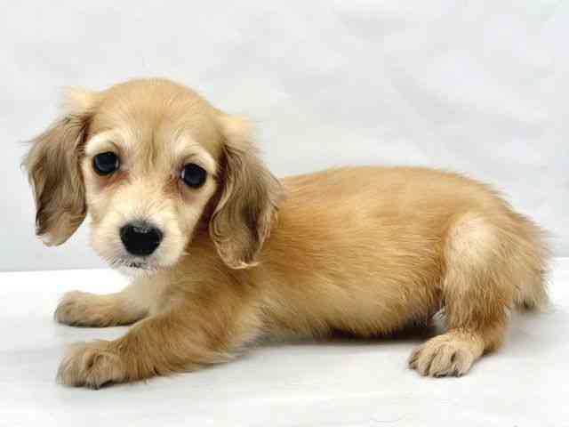 大阪府のミニチュアダックスフンド(ロング) (ひごペットフレンドリーイトーヨーカドー津久野店/2026年1月31日生まれ/女の子/シェーデットイエロー)の子犬の3枚目の画像