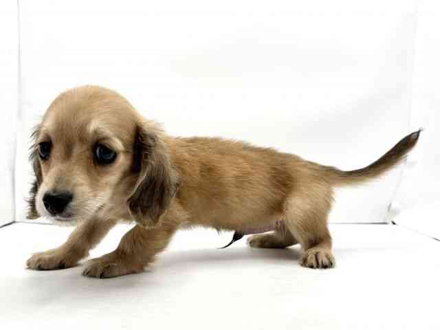 兵庫県のミニチュアダックスフンド(ロング) (ひごペットフレンドリークラウンパーク伊丹店/2026年1月31日生まれ/男の子/シェーデットイエロー)の子犬の3枚目の画像