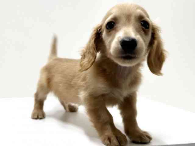 愛知県のミニチュアダックスフンド(ロング) (ひごペットフレンドリーららぽーと名古屋みなとアクルス店/2026年1月31日生まれ/男の子/ゴールド)の子犬の3枚目の画像