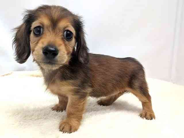 広島県のミニチュアダックスフンド(ロング) (ひごペットフレンドリーゆめタウン廿日市店/2026年1月30日生まれ/女の子/シェーデットレッド)の子犬の3枚目の画像