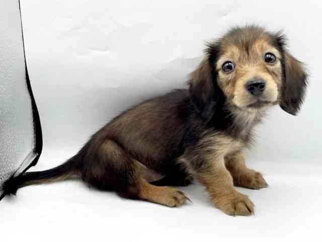 奈良県のミニチュアダックスフンド(ロング) (ひごペットフレンドリートナリエ大和高田店/2026年1月30日生まれ/女の子/シェーデットレッド)の子犬の3枚目の画像