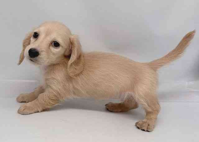 鳥取県のミニチュアダックスフンド(ロング) (ひごペットフレンドリーイオンモール鳥取北店/2026年1月30日生まれ/女の子/イエロー)の子犬の3枚目の画像