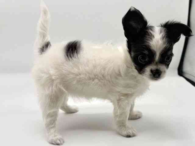 愛知県のチワワ(ロング) (ひごペットフレンドリープライムツリー赤池店/2026年1月31日生まれ/女の子/ホワイトブラック)の子犬の3枚目の画像