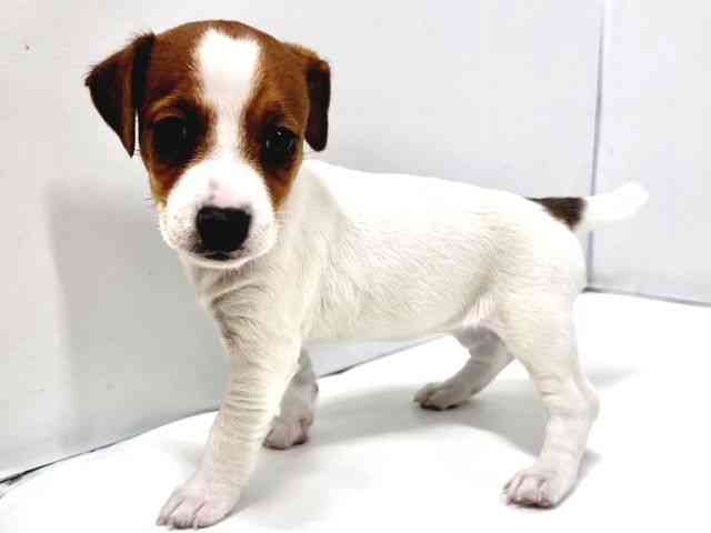 奈良県のジャックラッセルテリア (ひごペットフレンドリー奈良パワーシティ店/2026年1月30日生まれ/女の子/ホワイトタン)の子犬の3枚目の画像