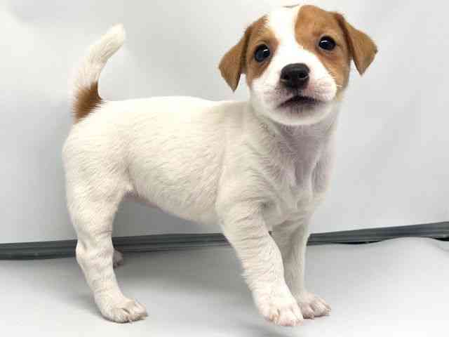 京都府のジャックラッセルテリア (ひごペットフレンドリー洛北阪急スクエア店/2026年1月30日生まれ/女の子/ホワイトタン)の子犬の3枚目の画像