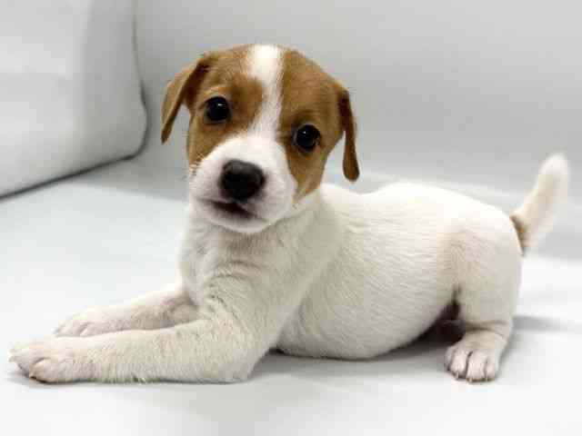 京都府のジャックラッセルテリア (ひごペットフレンドリー京都店/2026年1月30日生まれ/女の子/ホワイトタン)の子犬の3枚目の画像