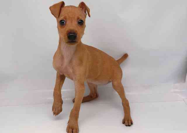 鳥取県のミニチュアピンシャー (ひごペットフレンドリーイオンモール鳥取北店/2026年2月1日生まれ/女の子/レッド)の子犬の3枚目の画像