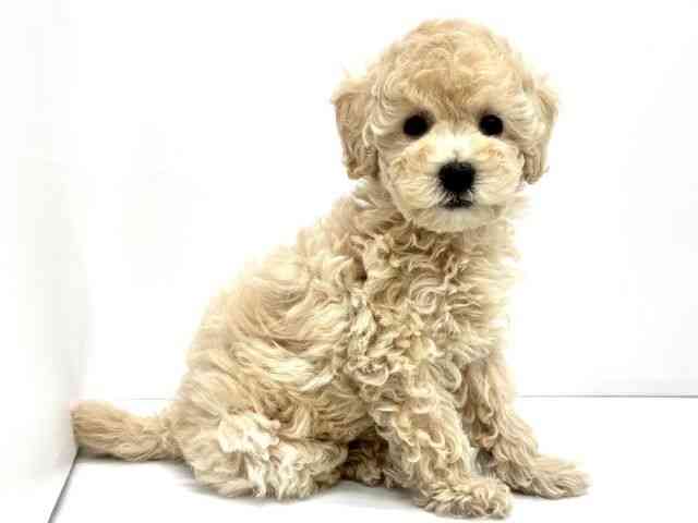 大阪府のトイプードル(トイ) (ひごペットフレンドリーイオンタウン茨木太田店/2026年1月30日生まれ/女の子/ペールフォーン)の子犬の3枚目の画像