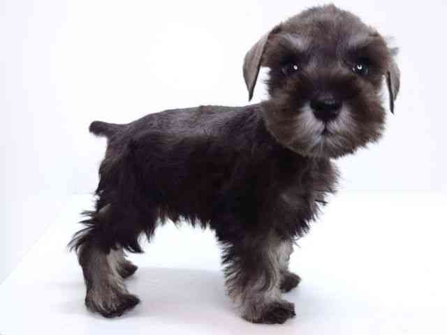 大阪府のミニチュアシュナウザー (ひごペットフレンドリーいこらもーる泉佐野店/2026年2月1日生まれ/男の子/ソルトペッパー)の子犬の3枚目の画像