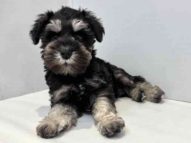 大阪府のミニチュアシュナウザー (ひごペットフレンドリーセブンパーク天美店/2026年1月30日生まれ/女の子/ブラックシルバー)の子犬の3枚目の画像