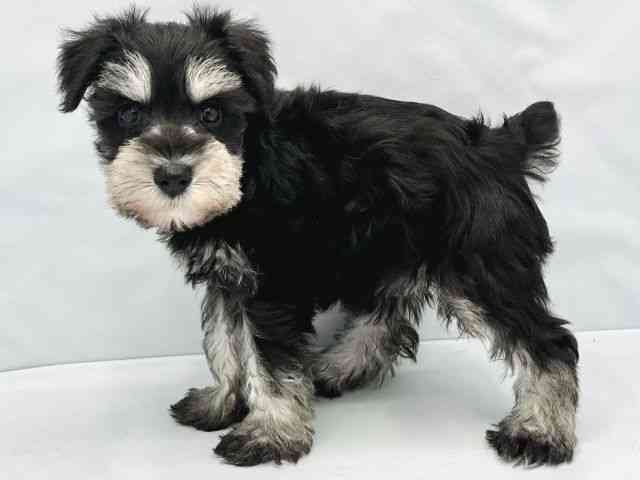 大阪府のミニチュアシュナウザー (ひごペットフレンドリーイトーヨーカドー津久野店/2026年1月30日生まれ/女の子/ブラックシルバー)の子犬の3枚目の画像