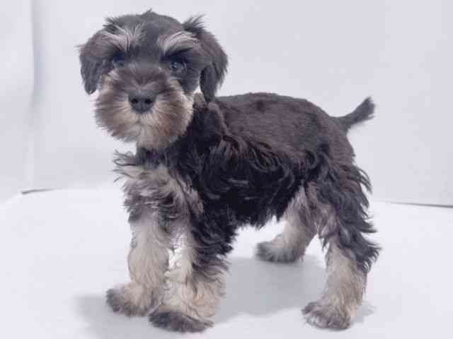 大阪府のミニチュアシュナウザー (ひごペットフレンドリーイズミヤショッピングセンター千里丘店/2026年1月30日生まれ/女の子/ブラックシルバー)の子犬の3枚目の画像