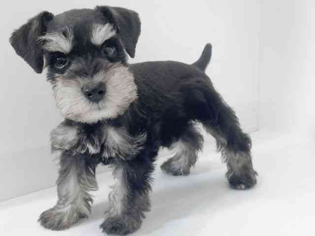 大阪府のミニチュアシュナウザー (ひごペットフレンドリーアクロスプラザ住之江店/2026年1月30日生まれ/男の子/ブラックシルバー)の子犬の3枚目の画像