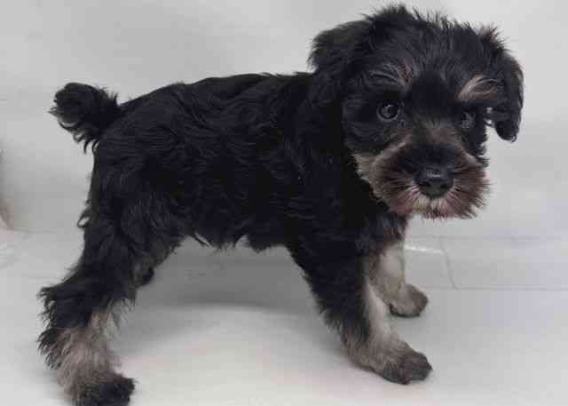 鳥取県のミニチュアシュナウザー (ひごペットフレンドリーイオンモール鳥取北店/2026年1月30日生まれ/男の子/ブラックシルバー)の子犬の3枚目の画像