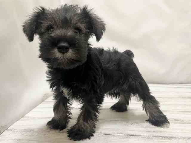 和歌山県のミニチュアシュナウザー (ひごペットフレンドリーパームシティ和歌山店/2026年1月30日生まれ/女の子/ソルトペッパー)の子犬の3枚目の画像