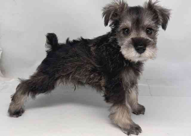 鳥取県のミニチュアシュナウザー (ひごペットフレンドリーイオンモール鳥取北店/2026年1月30日生まれ/男の子/ソルトペッパー)の子犬の3枚目の画像