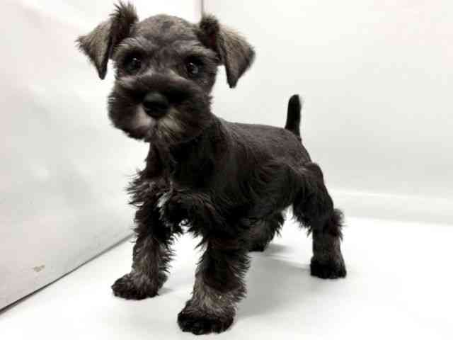 京都府のミニチュアシュナウザー (ひごペットフレンドリー京都店/2026年1月30日生まれ/男の子/ソルトペッパー)の子犬の3枚目の画像