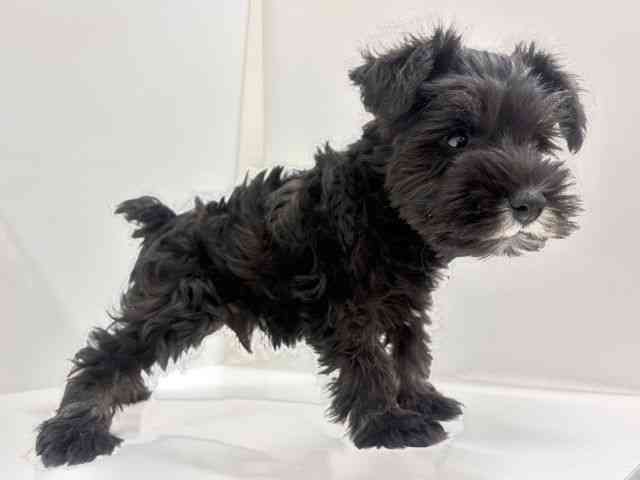 奈良県のミニチュアシュナウザー (ひごペットフレンドリーイオンモール橿原ウエスト・ビレッジ店/2026年1月30日生まれ/男の子/ブラックシルバー)の子犬の3枚目の画像