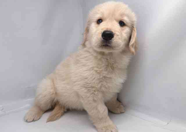 鳥取県のゴールデンレトリバー (ひごペットフレンドリーイオンモール鳥取北店/2026年1月29日生まれ/女の子/クリーム)の子犬の3枚目の画像