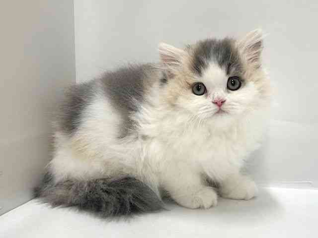 大阪府のスコティッシュフォールド (ひごペットフレンドリーアクロスプラザ住之江店/2026年1月24日生まれ/女の子/ブルーパッチドタビーホワイト)の子猫の3枚目の画像