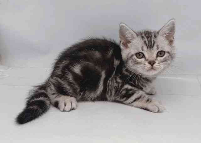 鳥取県のアメリカンショートヘアー (ひごペットフレンドリーイオンモール鳥取北店/2026年2月1日生まれ/男の子/シルバータビー)の子猫の3枚目の画像