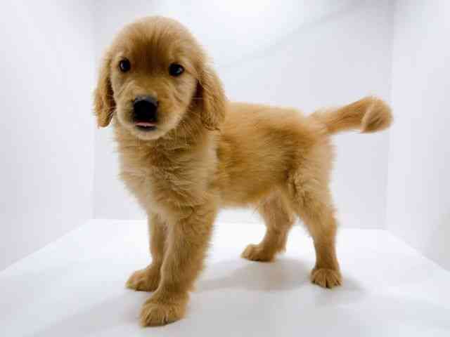 広島県のゴールデンレトリバー (ひごペットフレンドリーフジグラン神辺店/2026年1月27日生まれ/男の子/ゴールデン)の子犬の3枚目の画像