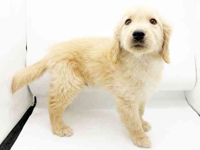 兵庫県のゴールデンレトリバー (ひごペットフレンドリーコロワ甲子園店/2026年1月27日生まれ/男の子/ゴールデン)の子犬の3枚目の画像