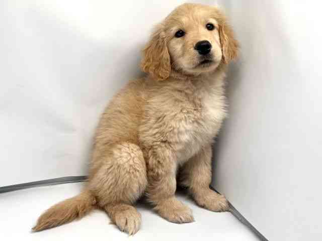 京都府のゴールデンレトリバー (ひごペットフレンドリー洛北阪急スクエア店/2026年1月27日生まれ/女の子/ゴールデン)の子犬の3枚目の画像