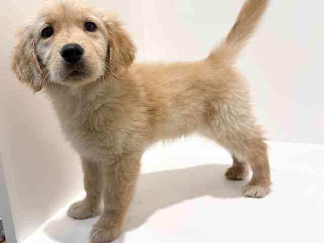 大阪府のゴールデンレトリバー (ひごペットフレンドリーイオン高槻店/2026年1月27日生まれ/女の子/ゴールデン)の子犬の3枚目の画像