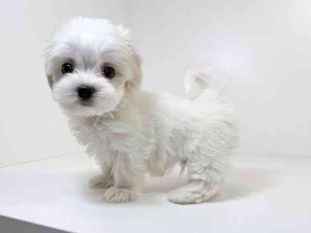 兵庫県のマルックス(マルチーズ×ダックス) (ひごペットフレンドリーイトーヨーカドー明石店/2026年2月1日生まれ/男の子/ホワイト)の子犬の3枚目の画像