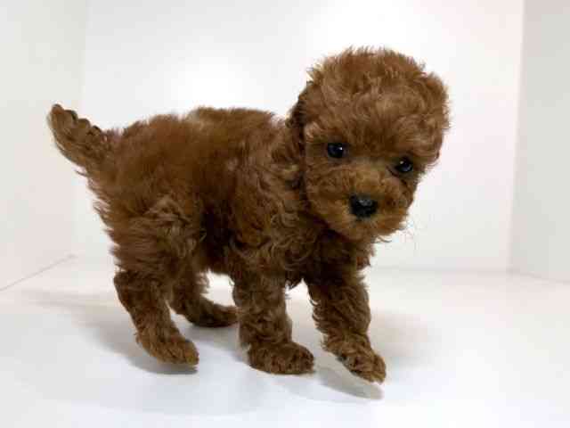 兵庫県のトイプードル(トイ) (ひごペットフレンドリーイトーヨーカドー明石店/2026年2月2日生まれ/女の子/レッド)の子犬の3枚目の画像