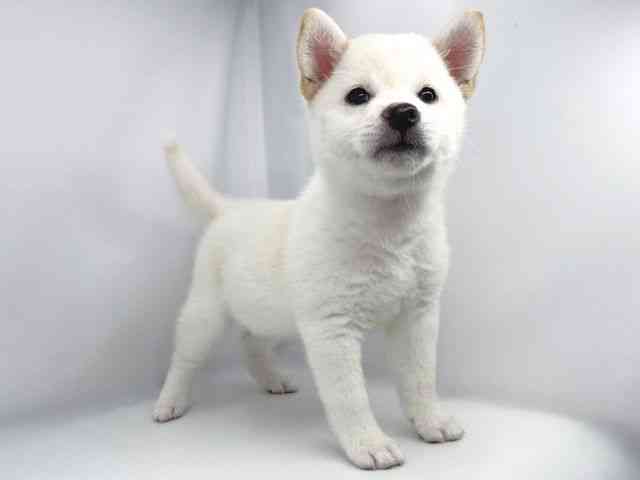 兵庫県の柴犬(標準サイズ) (ひごペットフレンドリーイオンタウン加古川店/2026年2月1日生まれ/女の子/白)の子犬の3枚目の画像