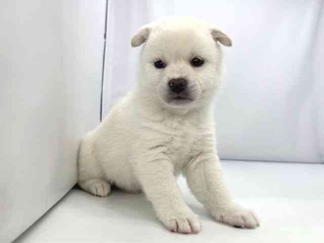 兵庫県の柴犬(標準サイズ) (ひごペットフレンドリーイオンタウン加古川店/2026年2月1日生まれ/女の子/白)の子犬の3枚目の画像