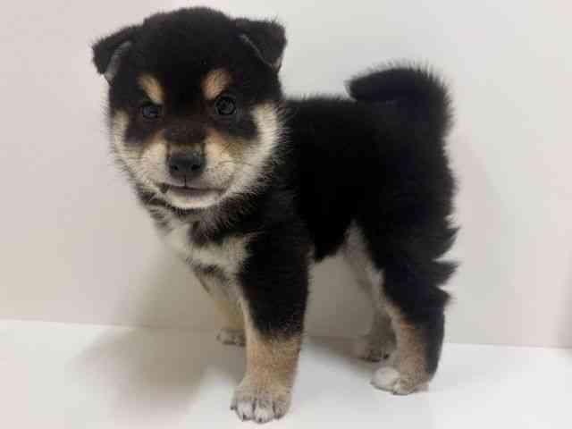 奈良県の柴犬(標準サイズ) (ひごペットフレンドリーイオンモール橿原ウエスト・ビレッジ店/2026年2月1日生まれ/男の子/黒)の子犬の3枚目の画像