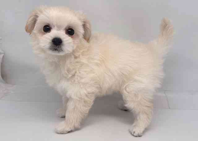 鳥取県のチワプー/プーチー(チワワ×プードル) (ひごペットフレンドリーイオンモール鳥取北店/2026年2月1日生まれ/女の子/クリーム)の子犬の3枚目の画像