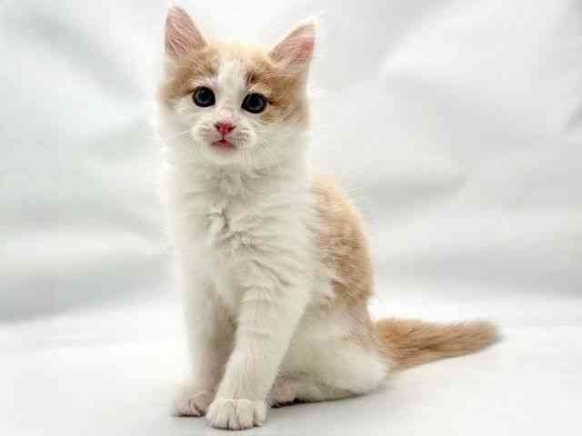 大阪府のノルウェージャンフォレストキャット (ひごペットフレンドリー東淀川店/2026年2月1日生まれ/男の子/クリームホワイト)の子猫の3枚目の画像