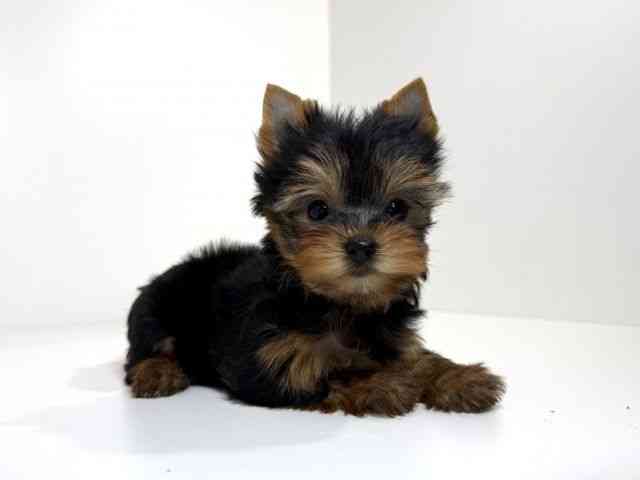 兵庫県のヨークシャーテリア (ひごペットフレンドリーイトーヨーカドー明石店/2026年2月2日生まれ/女の子/スチールブルータン)の子犬の3枚目の画像