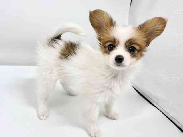 大阪府のパピヨン (ひごペットフレンドリーイオンタウン豊中庄内店/2026年2月1日生まれ/女の子/ホワイトセーブル)の子犬の3枚目の画像