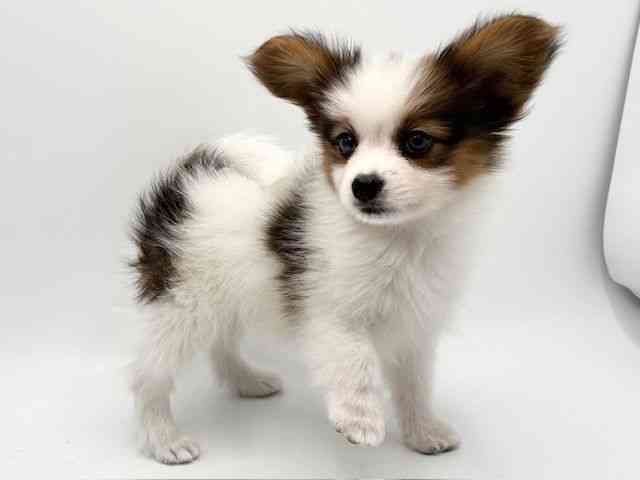 大阪府のパピヨン (ひごペットフレンドリーみのおキューズモール店/2026年2月1日生まれ/男の子/ホワイトセーブル)の子犬の3枚目の画像